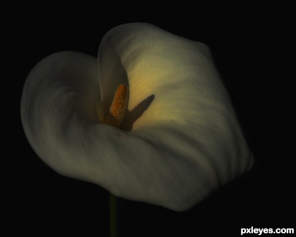 Cala Lily